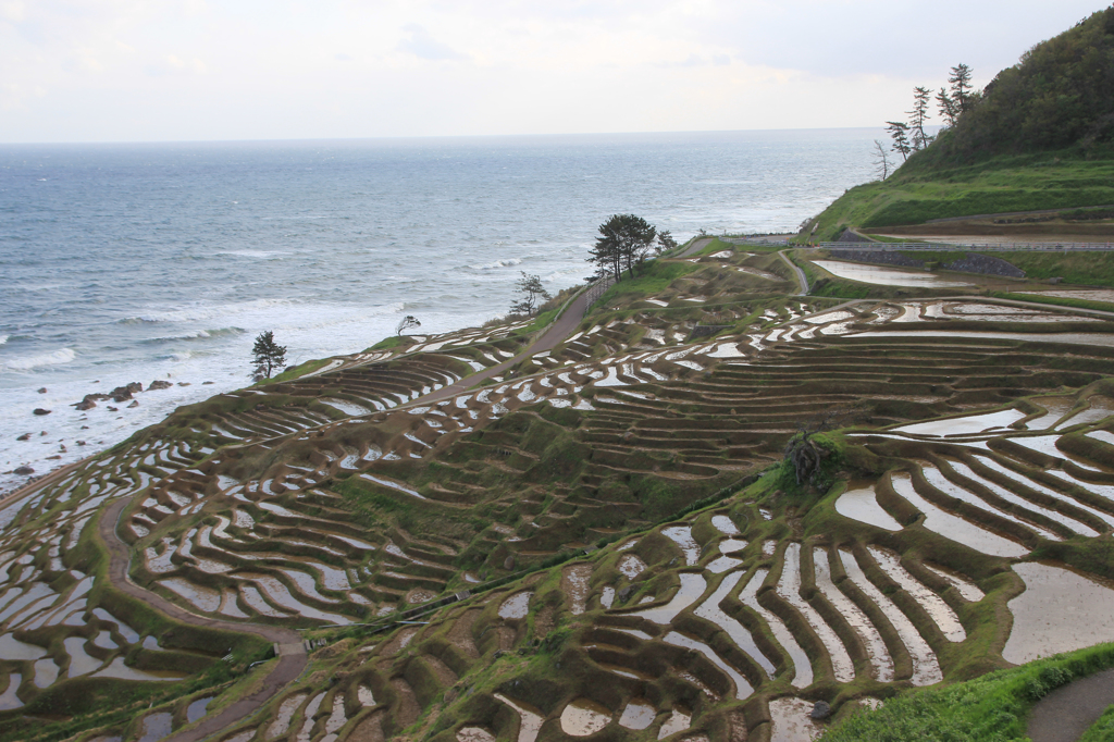 千枚田の朝