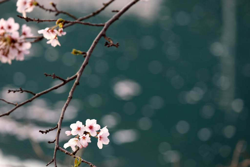 水辺の桜