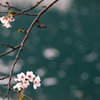水辺の桜