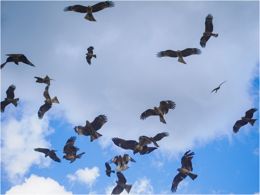 トンビの群れ