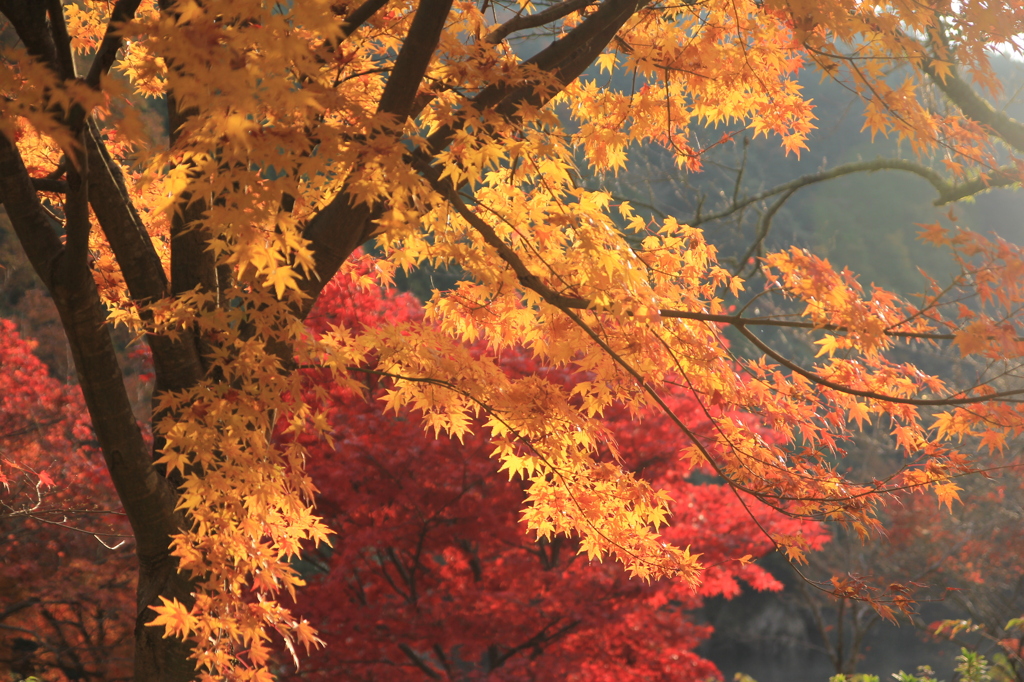 金砂湖の紅葉