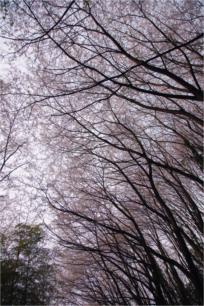 サクラ天井