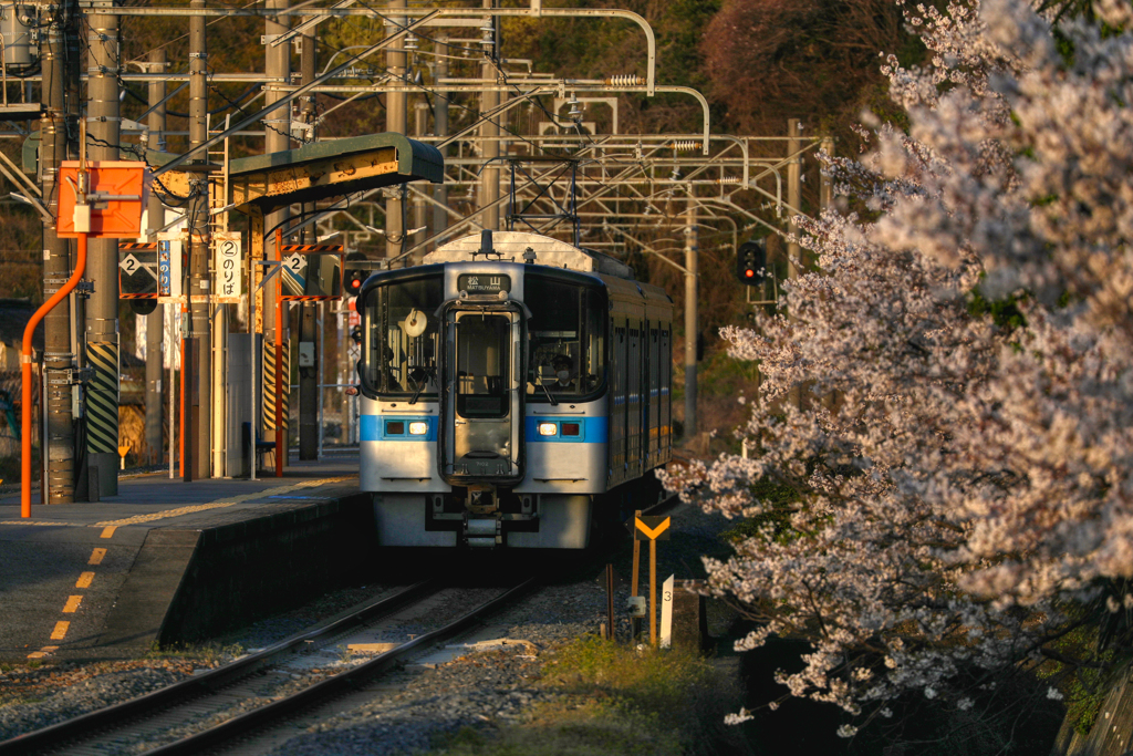 夕刻の桜と普通列車