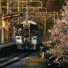 夕刻の桜と普通列車