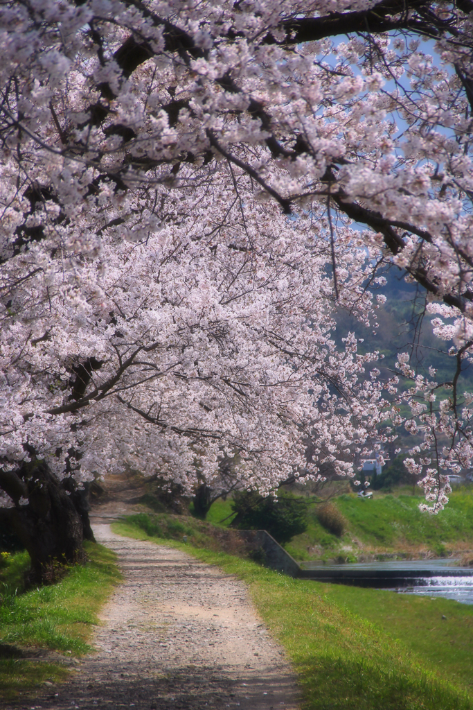 川べりの桜