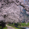 川べりの桜