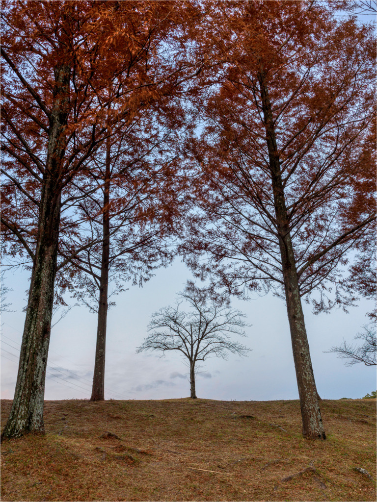 メタセコイヤの額縁