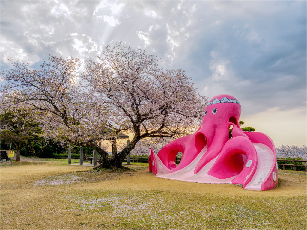 桜 X タコ入道