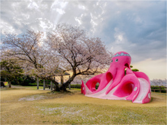 桜 X タコ入道