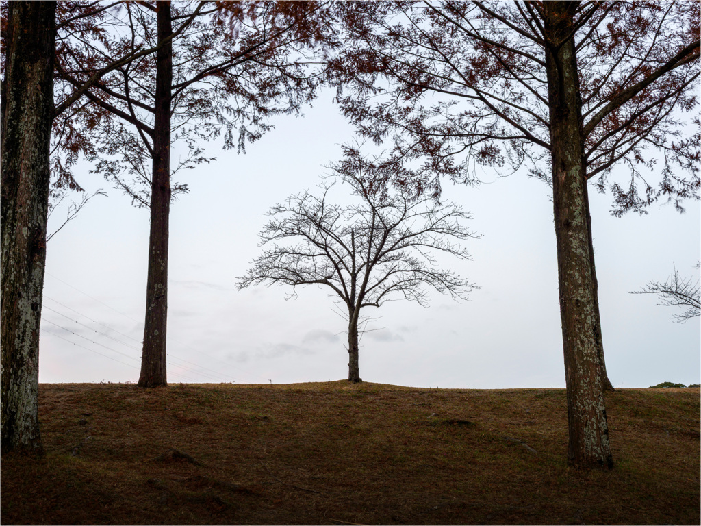 高い木には負けないぞ