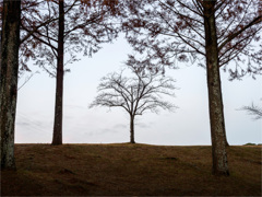 高い木には負けないぞ