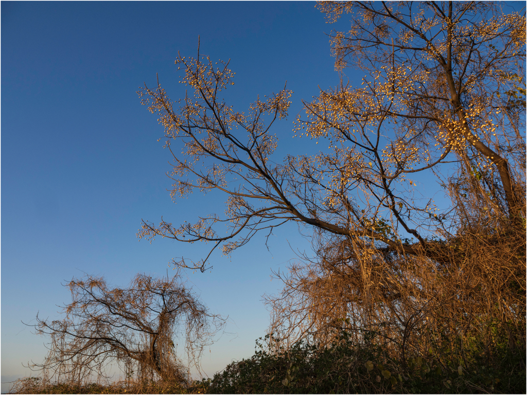 河口に育つ植物