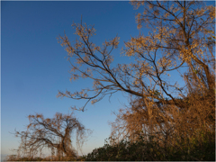 河口に育つ植物