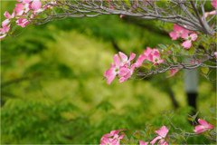 薄紅色の可愛い君
