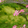 薄紅色の可愛い君