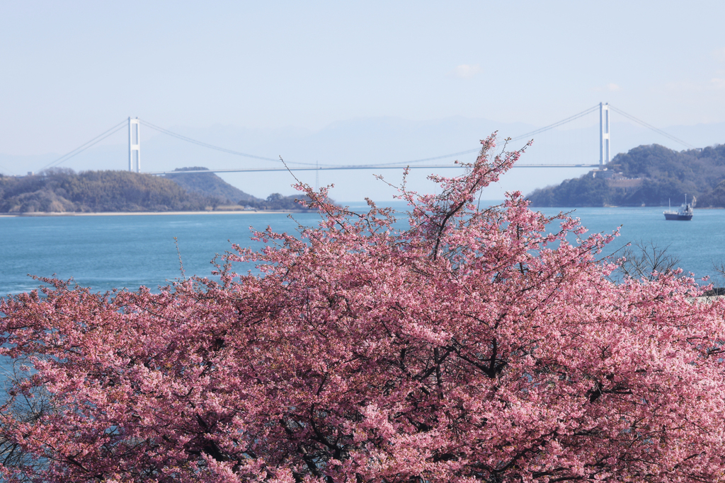 海道と河津桜