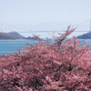 海道と河津桜