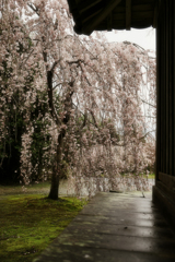 お堂の脇から見る桜