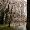 お堂の脇から見る桜