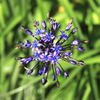 花火