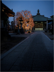 お堂脇のしだれ梅