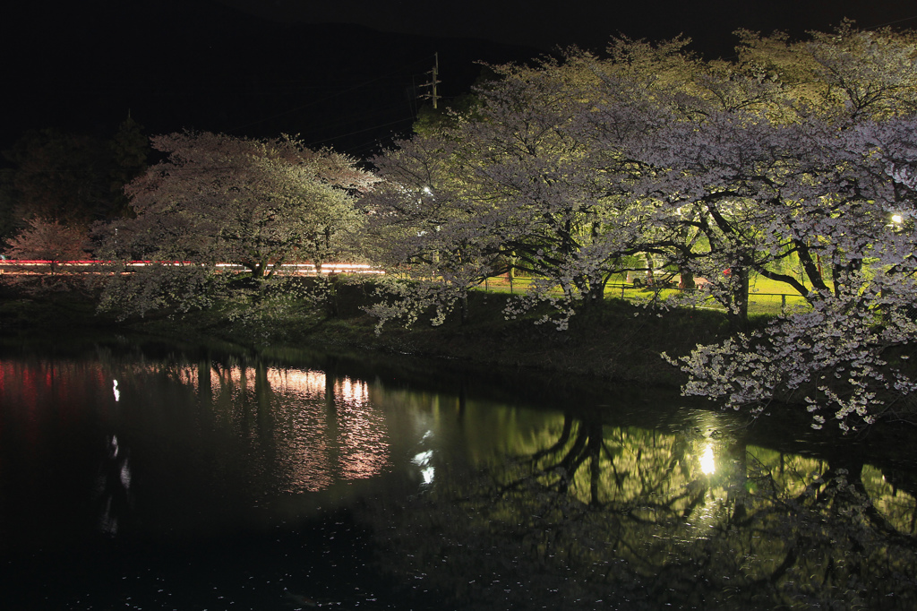 池の淵の桜並木