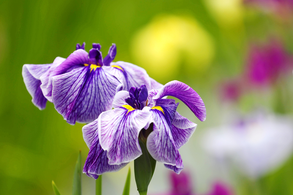 今年の菖蒲