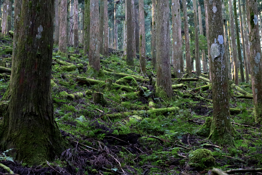 苔の森