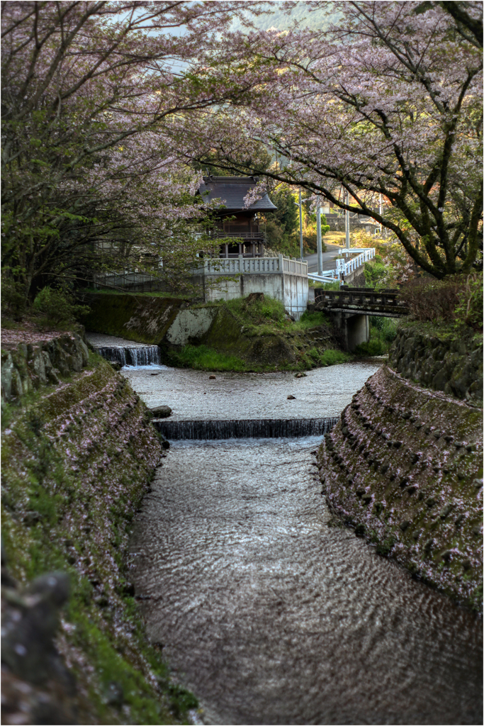 疎水公園の桜