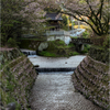 疎水公園の桜