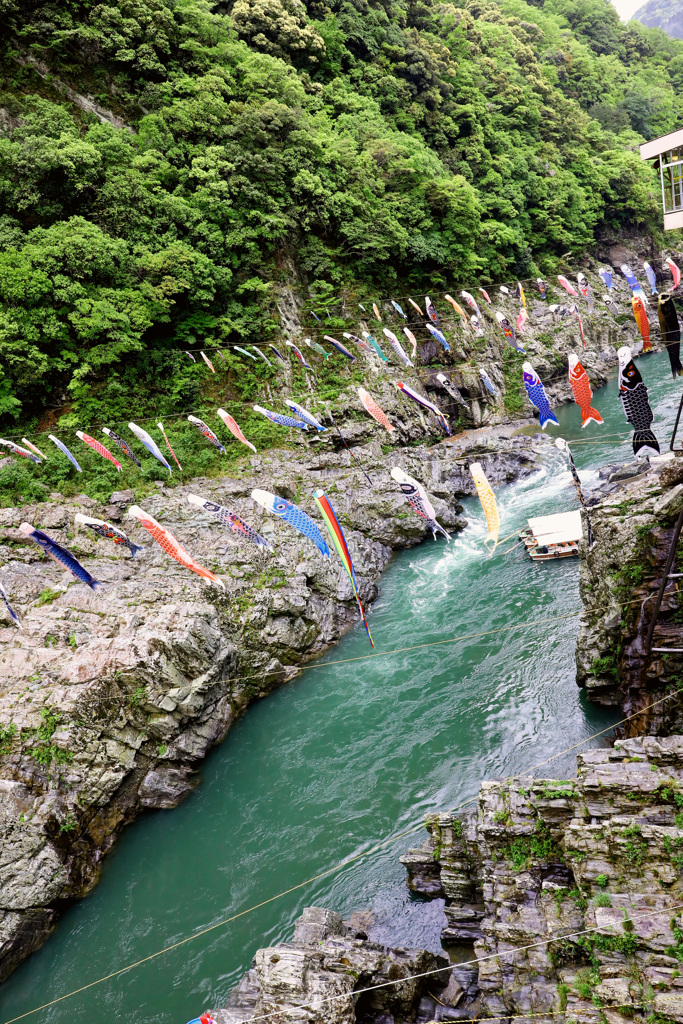 大歩危峡に泳ぐ