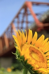 赤い橋と黄色い向日葵