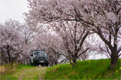 満開桜とシロジムニー