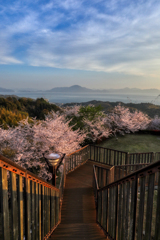 回廊と満開の桜