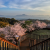 回廊と満開の桜