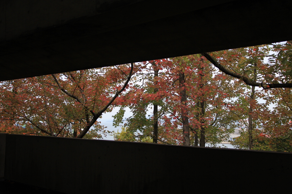 隙間からみる紅葉