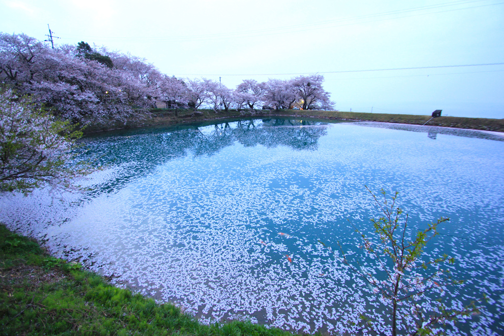 2013、桜「最終章」