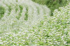 標高800メートルに咲く蕎麦