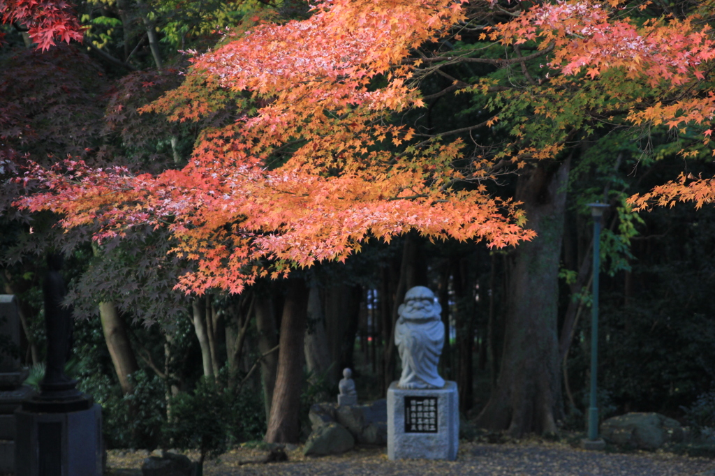 達磨和尚と紅葉