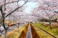 水路脇の桜並木