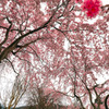 桜、満開