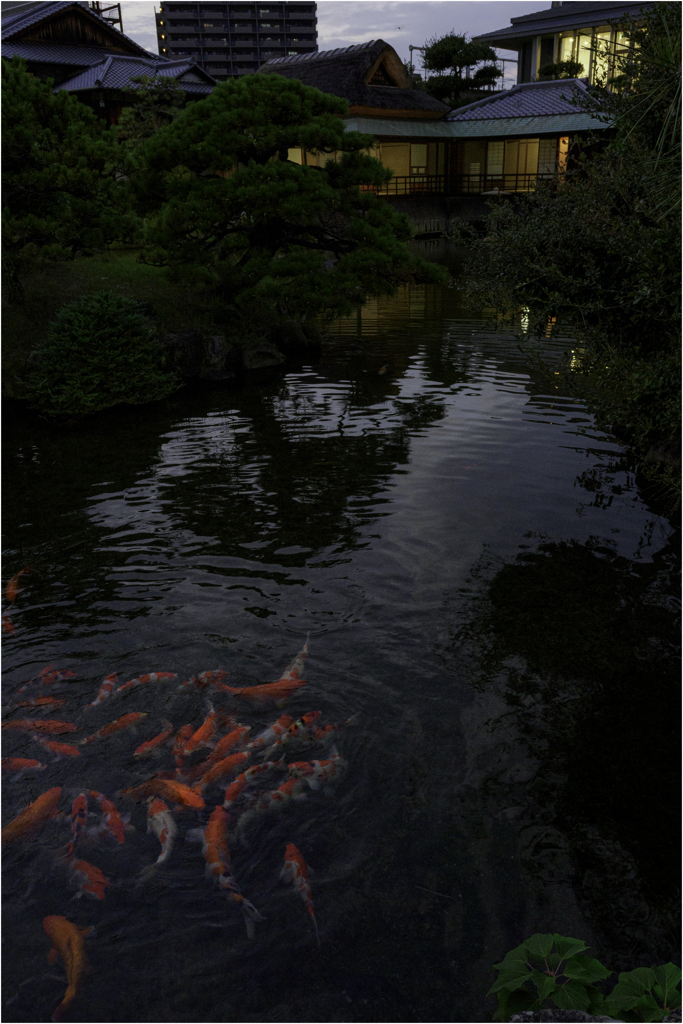 清水に赤い錦鯉