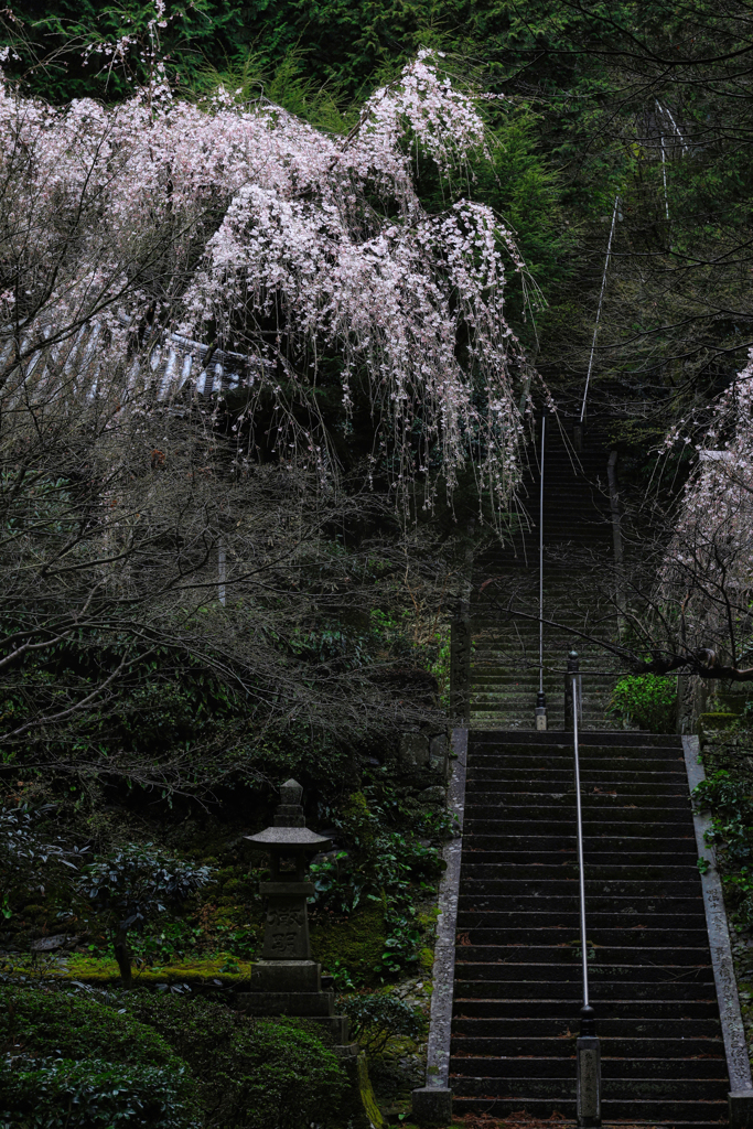 桜、枝垂れけり。