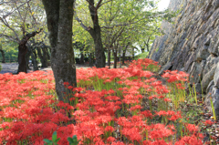 津山城の彼岸花群生