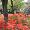 津山城の彼岸花群生
