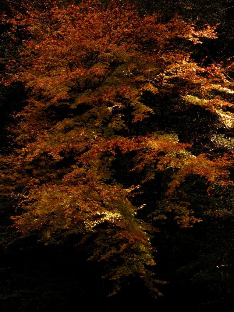 富郷の紅葉