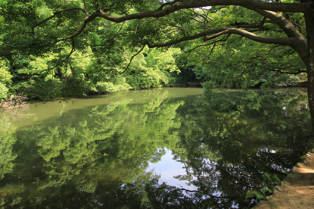 新緑の公園