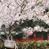 白 x 赤 = 桜色