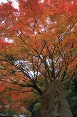 白峯寺の紅葉