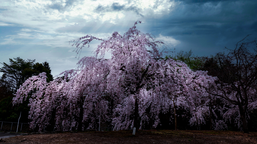 枝垂桜の夢